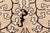 Textile 1930s Chinese Botanic Wool Rug Doris Leslie Blau For Sale - Image 7 of 9
