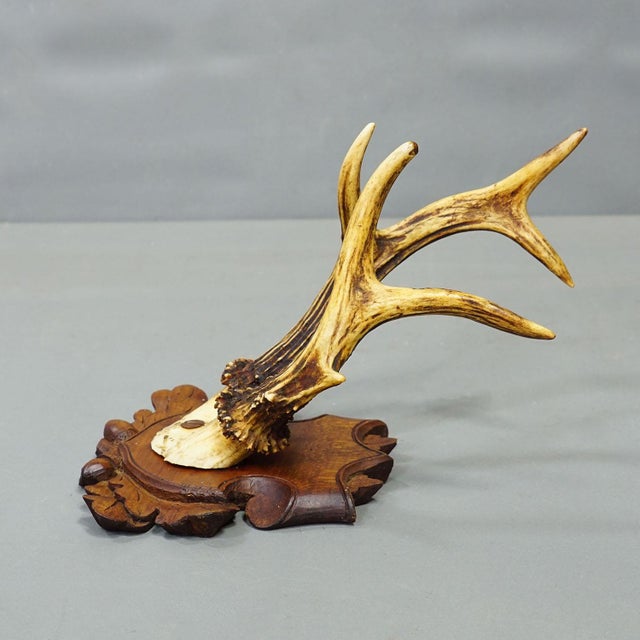 Bone Antique Set of Black Forest Roe Deer Trophies, Germany Ca. 1890s/1900s For Sale - Image 7 of 10