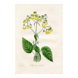 1834, Slipper Flower Botanical Print From Joseph Paxton, Original Antique Botanical Print, Lithograph, Hand-Colored, England For Sale