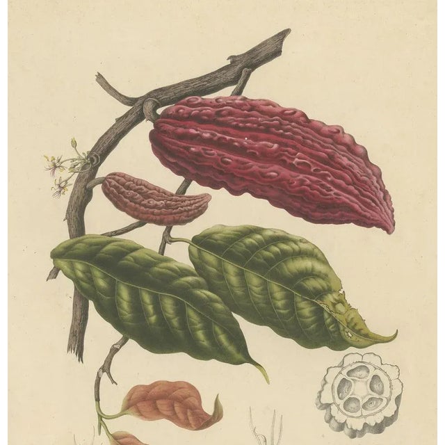 Theobroma Cacao Cocoa Tree, Lithograph, 1863 For Sale - Image 3 of 10