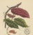 Theobroma Cacao Cocoa Tree, Lithograph, 1863 For Sale - Image 3 of 10