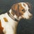 Mid 20th Century Oil Portrait of a Hound After George Stubbs – Reproduction of the 1788 William Pitt Commission For Sale - Image 4 of 8