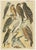 Set of 3 antique prints depicting various birds of prey. These prints originate from the series 'Our Country's' by W. J....