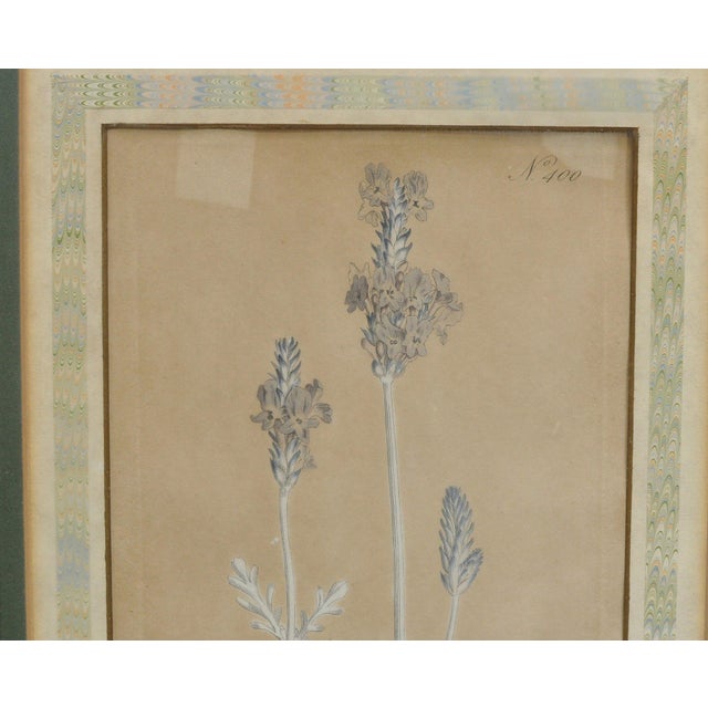 William Curtis Late 18th Century William Curtis Botanical Engravings, 1798, Pair in Custom Gilt Frames For Sale - Image 4 of 9