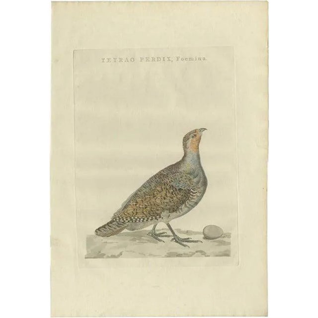 Sepp, Houttuyn & Nozeman, Female Grey Partridge, 1789, Print For Sale