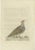 Sepp, Houttuyn & Nozeman, Female Grey Partridge, 1789, Print For Sale