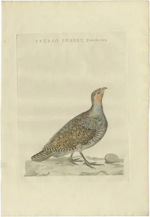Sepp, Houttuyn & Nozeman, Female Grey Partridge, 1789, Print