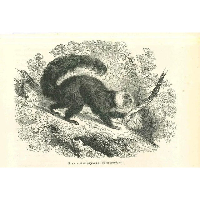 The Monkey is an original lithograph on ivory-colored paper, realized by Paul Gervais (1816-1879). The artwork is from The...