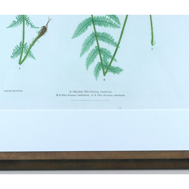 Henry Bradbury Nature-Printed Fern Botanical Prints, Set of Four, Framed For Sale - Image 13 of 18