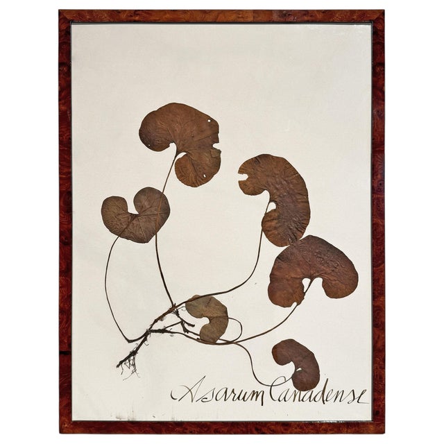 2010s Set of Three Large-Scale Framed Botanical Specimens For Sale - Image 5 of 12