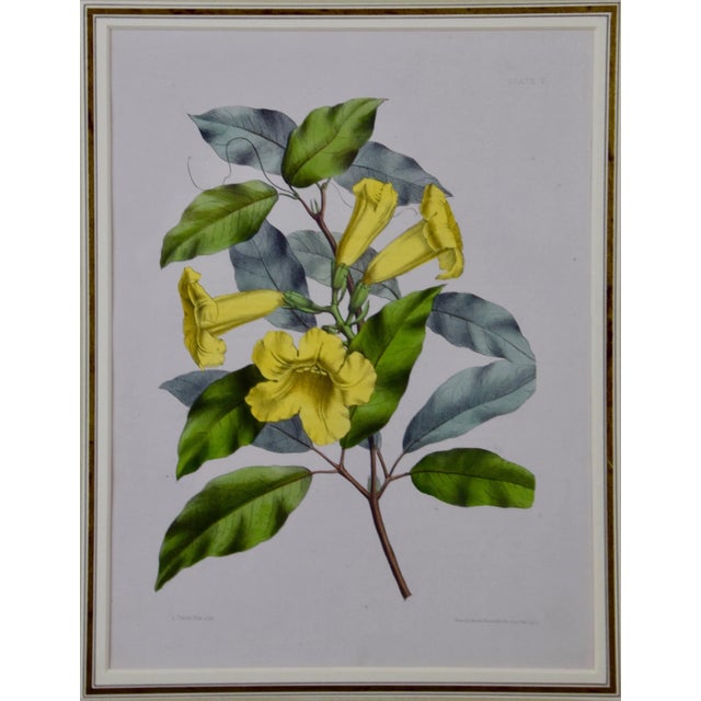 A hand-colored engraving of yellow trumpet flowers from Sir Joseph Paxton's (1803-1865) "Magazine of Botany and Register...