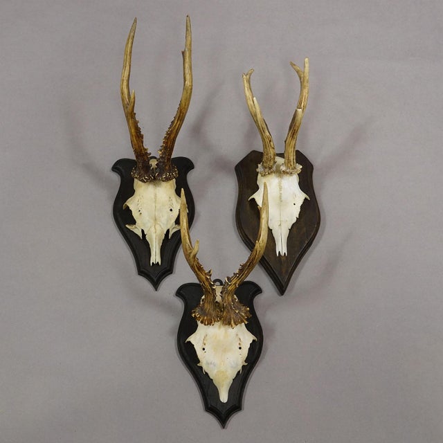 Set of Six Roe Deer Trophies on Turned Plaques Germany ca. 1960s Mounted on turned wooden plaques, this vintage set...
