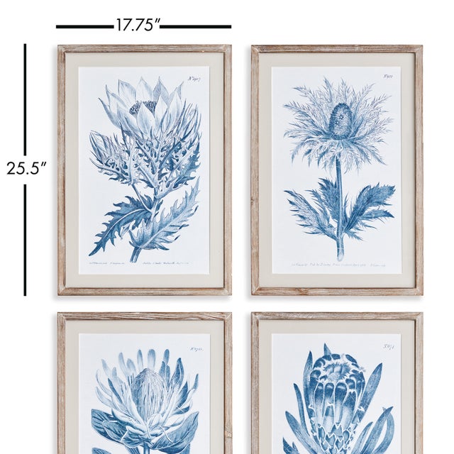 Monochromatic in a soft indigo hue, this set of protea illustrations in vintage botanical style make a gorgeous...