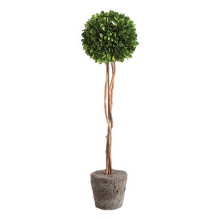 Boxwood Single Sphere Topiary Drop-In 24" For Sale