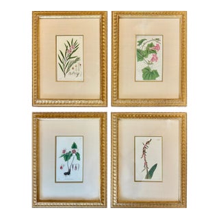 Botanicals: Trillion, Oleander, Snapdragon, Original by by William Curtis, 1803 (Set/4) For Sale