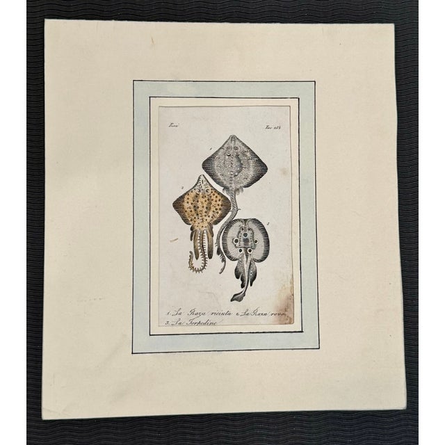 Lot of 3 Antique Italian Natural History Fish & Ray Engravings, Hand Colored, Matted For Sale - Image 4 of 14