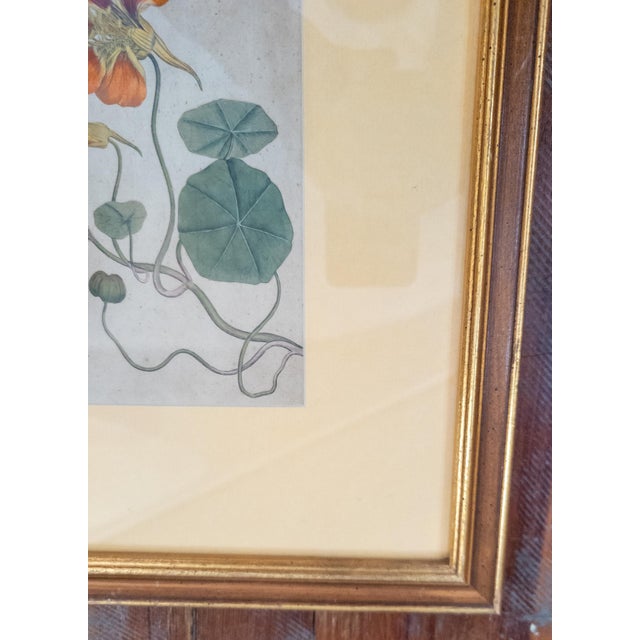 Late 18th Century 18th Century German Hand Colored Botanical Copper Engraving Print of Nasturtium For Sale - Image 5 of 12