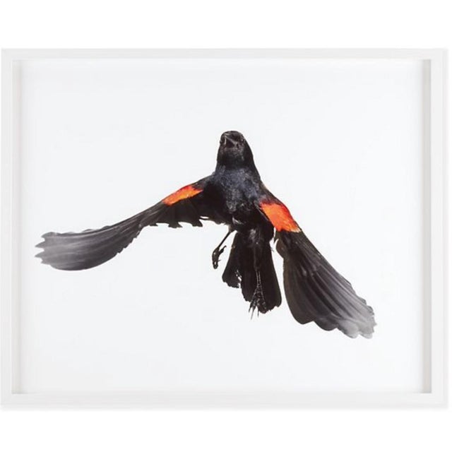 Photorealism Contemporary Paul Nelson Bird Art Photos (3) For Sale - Image 3 of 5