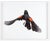 Photorealism Contemporary Paul Nelson Bird Art Photos (3) For Sale - Image 3 of 5