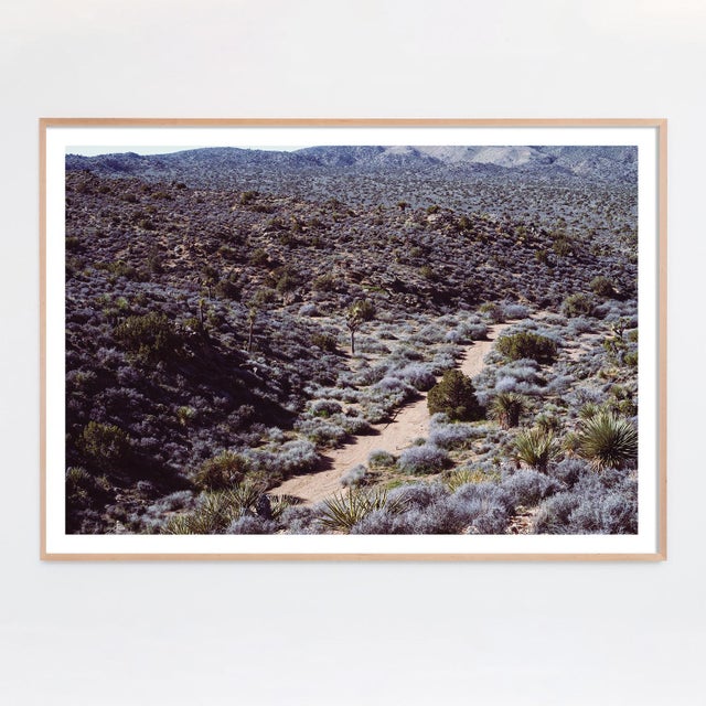Contemporary Joshua Tree Photograph No. 11 For Sale - Image 3 of 5