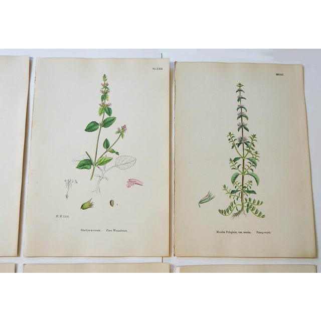 English 1873 Collection Sowerby Hand Colored Pink and Green Botanical Book Plates - Set of 12 For Sale - Image 3 of 7