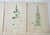 English 1873 Collection Sowerby Hand Colored Pink and Green Botanical Book Plates - Set of 12 For Sale - Image 3 of 7