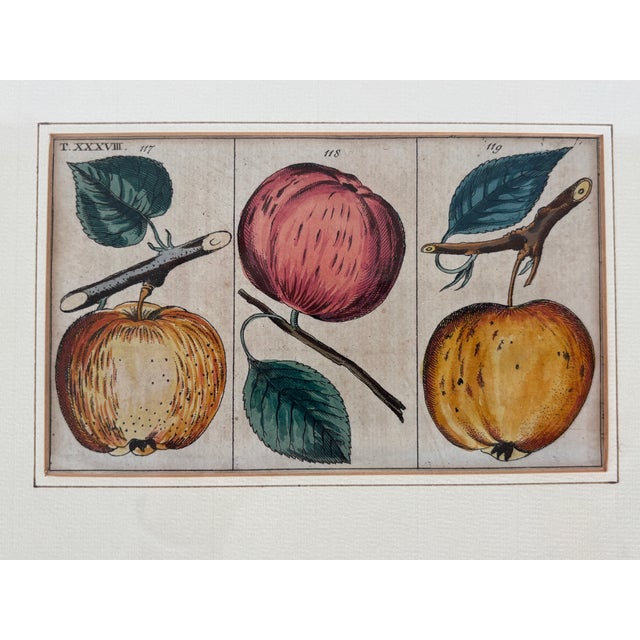 Traditional Antique German Hand Colored Botanical (Fruit) Engravings in Gilt Frames, Set of 4 For Sale - Image 3 of 12