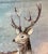 2020s Large Bolster Pillow Decorated With a Water Color Look Rangle of Majestic Deer Grazing in a Snowy Winter Valley - Made in the U K For Sale - Image 5 of 12
