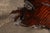 Wood Mid 20th Century Live-Edge Burlwood Root Coffee Table For Sale - Image 7 of 9