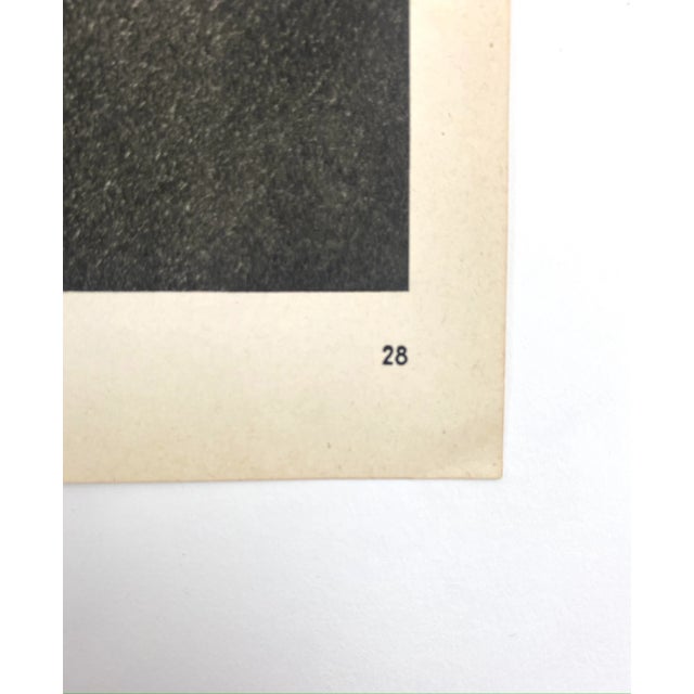 Photorealism 1940s Framed Botanical Blossfeldt Print - No. 28 For Sale - Image 3 of 5