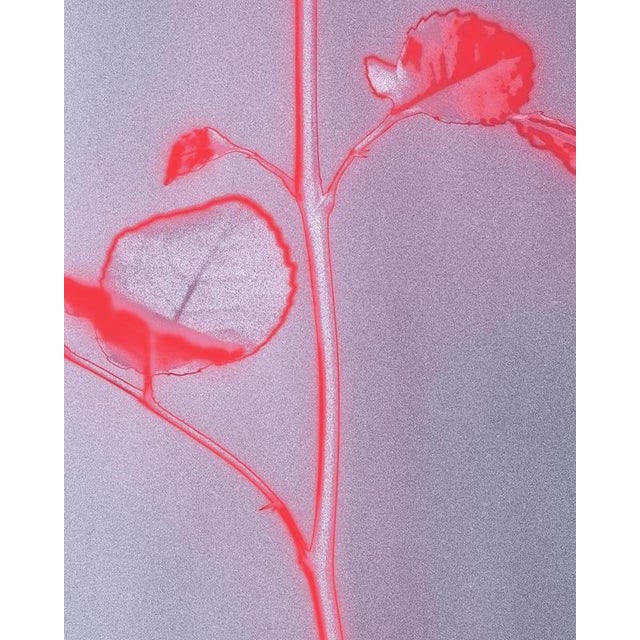 Rose Glow - Still Life Analogue Photography, Limited Edition of 5 2023 For Sale - Image 4 of 6