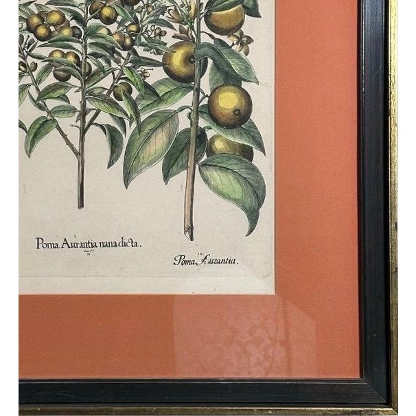 Vintage Framed Basilius Besler Botanical Lithograph Prints Hortus Eystettensis Pair For Sale - Image 17 of 18