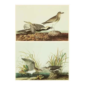 1966 Vintage Farmhouse Cottage Print, "Solitary Sandpiper" After John James Audubon