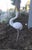 Vintage Mid-Century Mod Iron Heron White Coastal Egret Yard Statue For Sale In Los Angeles - Image 6 of 9
