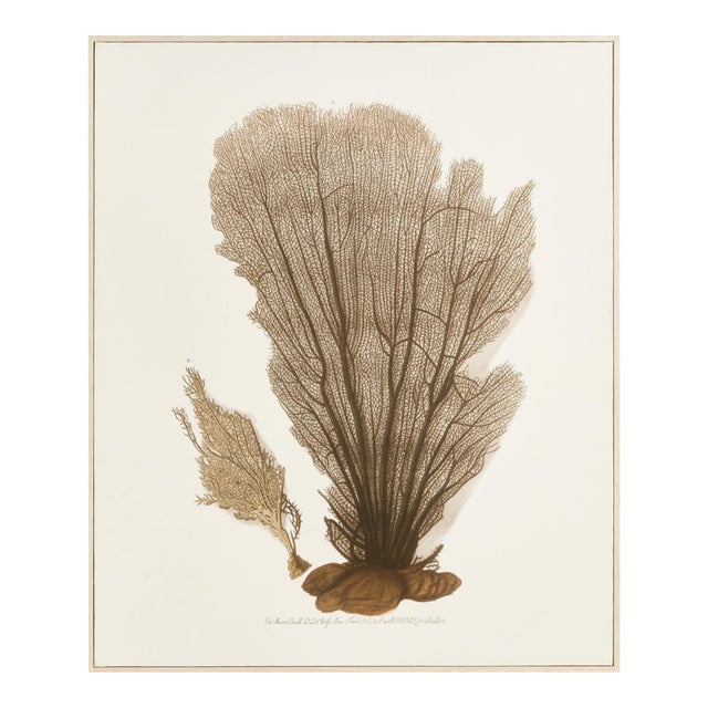 Coral Fan Giclee For Sale