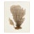 Coral Fan Giclee For Sale