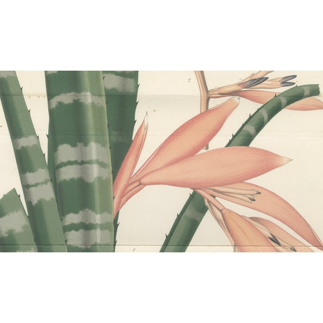 Rohans Billbergia De Vriese, Botanical Lithograph, 1856, Lithograph For Sale - Image 6 of 9