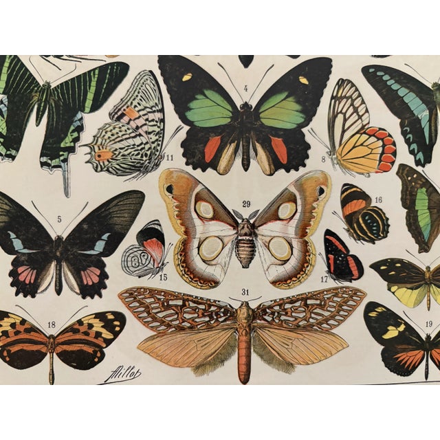 Chart with Exotic Butterflies by Adolphe Millot, 1900 For Sale - Image 3 of 5