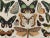 Chart with Exotic Butterflies by Adolphe Millot, 1900 For Sale - Image 3 of 5