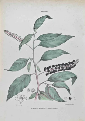 Vincenzo Tenore, Phytolacca Decandra, Lithograph, 1870s