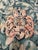 Traditional Vintage European Coat of Arms Botanical Tapestry For Sale - Image 3 of 8