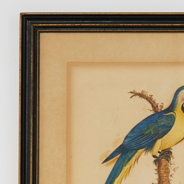 Lofty 19th Century watercolor on paper of an exotic parrot executed in a naturalist style, signed E A Roper, dated 1833 to...
