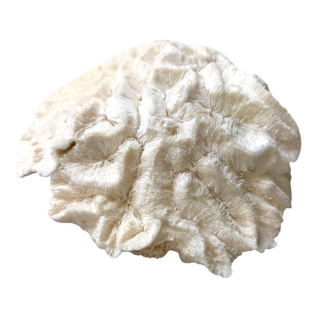 Large Natural Ruffled Foliose Coral Skeleton Specimen 12" Coastal Decor For Sale