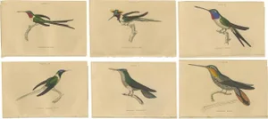 Jardine, Evening Hummingbird, 1837, Prints, Set of 6