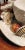 1950s Trompe l'Oeil Italian White Majolica Crab Covered Dish Seashells For Sale - Image 5 of 13