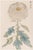 White Pompon Mum by Hasegawa, Vintage Japanese Botanical Art Print, 16" X 24" For Sale