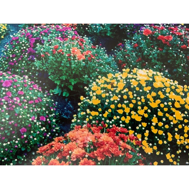 Contemporary "Chrysanthemums, Park Avenue, New York" Contemporary Plein Air Photograph Print by Louise Weinberg For Sale - Image 3 of 6