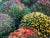 Contemporary "Chrysanthemums, Park Avenue, New York" Contemporary Plein Air Photograph Print by Louise Weinberg For Sale - Image 3 of 6