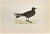 Leach's Petrel is a modern artwork realized in 1870 by the British artist Alexander Francis Lydon (1836-1917) . Woodcut...