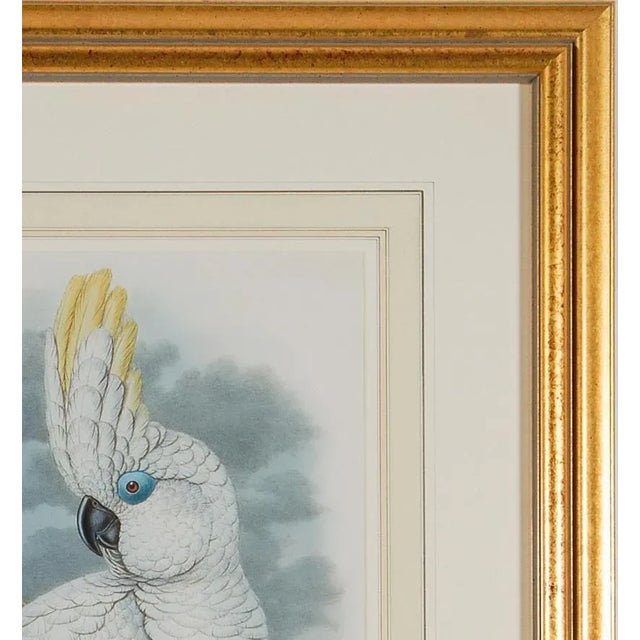 Mid 19th Century Blue-Eyed Cockatoo: A Framed Original 19th C. Hand-Colored Lithograph by John Gould and Henry Constantine Richter, 1851-1869 For Sale - Image 5 of 5